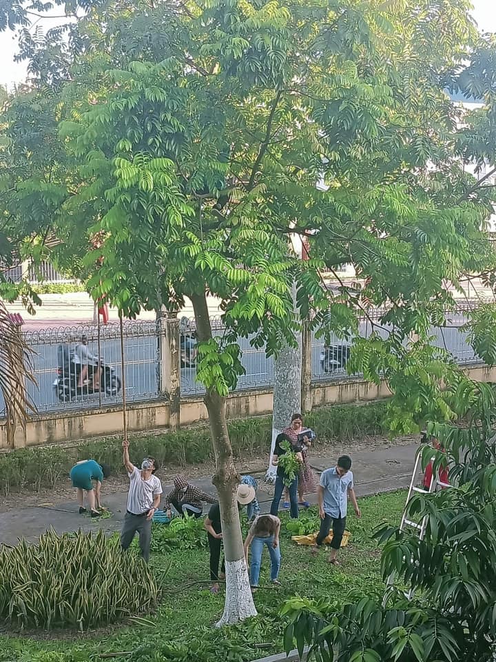Đoàn viên thu hoạch sấu trong khuôn viên trường