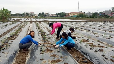 Mô hình trồng măng tây theo tiêu chuẩn VietGap tại xã Hùng Tiến