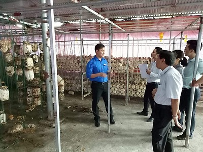 Anh Phạm Văn Tập - xã An Hưng, huyện An Dương với mô hình trồng nấm sò, nấm Linh Chi ứng dụng KHCN