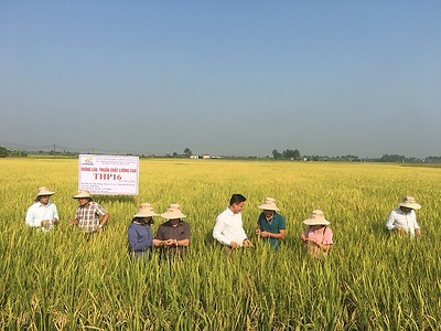 Đội hình tình nguyện Kỳ nghỉ hồng Khối các cơ quan thành phố tích cực chuyển giao khoa học kỹ thuật trong sản xuất nông nghiệp