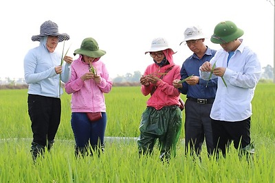 Đội hình tình nguyện Kỳ nghỉ hồng Khối các cơ quan thành phố tích cực chuyển giao khoa học kỹ thuật trong sản xuất nông nghiệp