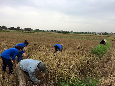 Đoàn thanh niên quận ra quân thu hoạch lúa vụ mùa giúp nhân dân 2 phường Minh Đức, Hợp Đức tránh Bão số 7