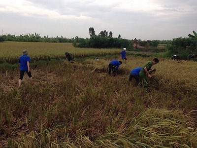 Đoàn viên, thanh niên giúp dân gặt lúa trước cơn bão số 7