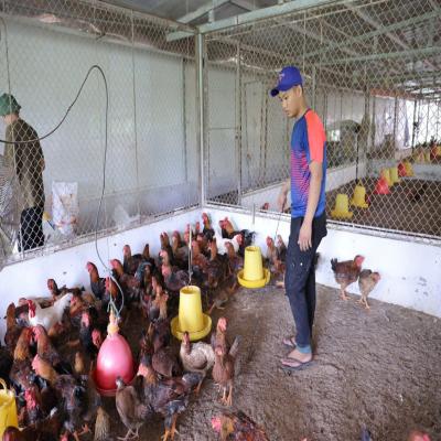 Thời gian qua, nhiều đoàn viên thanh niên trên địa bàn phường Nguyễn Trãi đã phát huy vai trò năng động, sáng tạo trong việc tìm những hướng đi mới để phát triển kinh tế, vươn lên làm giàu