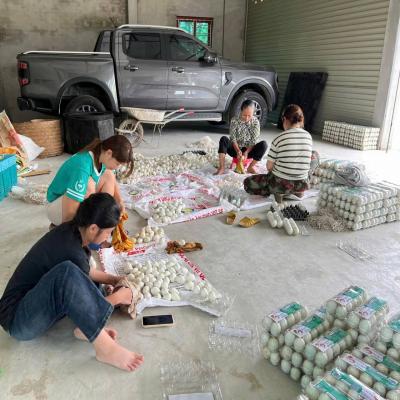 Kim Thành: Gương thanh niên khởi nghiệp tiêu biểu: Chị Vũ Thị Hiền với mô hình nuôi vịt đẻ trứng đạt chuẩn OCOP