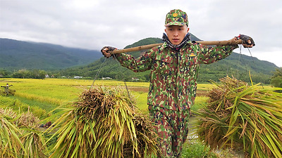 Hàng trăm cán bộ chiến sĩ Quân khu 5 gặt lúa chạy ngập giúp dân
