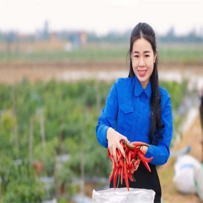 NỮ BÍ THƯ ĐOÀN XÃ KHỞI NGHIỆP LÀM KINH TẾ GIỎI TỪ CÂY ỚT