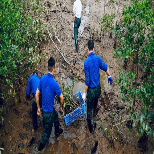 TUỔI TRẺ NAM ĐỒ SƠN RA QUÂN TRỒNG CÂY RỪNG NGẬP MẶN, GÓP PHẦN BẢO VỆ MÔI TRƯỜNG VEN BIỂN
